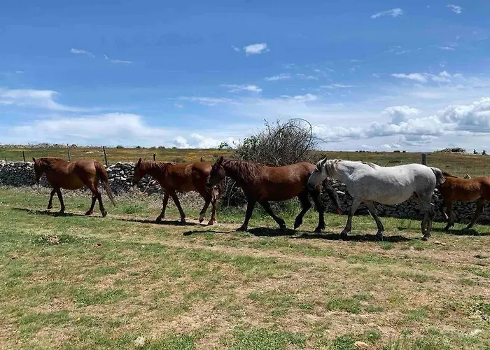 Braulio * Herradon de Pinares